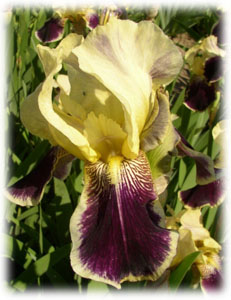 Iridaceae Iris x hybrida hort. cv. Salonique