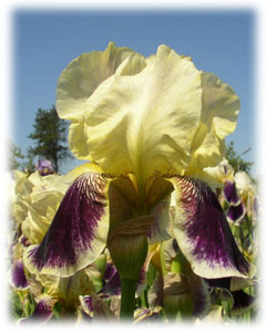 Iridaceae Iris x hybrida hort. cv. Salonique