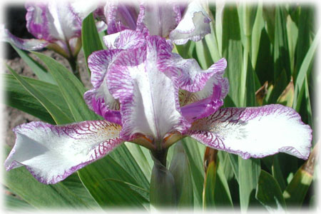 Iridaceae Iris x hybrida hort. cv. Skip Stitch