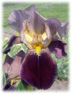 Iridaceae Iris x hybrida hort. cv. Victor Hugo