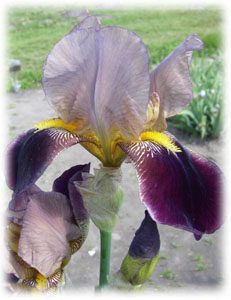 Iridaceae Iris x hybrida hort. cv. Victor Hugo