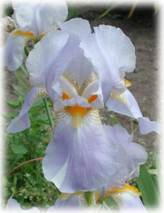 Iridaceae Iris x hybrida hort. cv. Jane Phillips