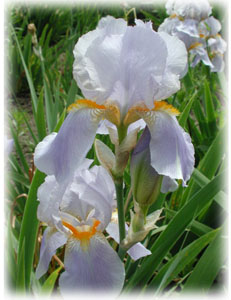 Iridaceae Iris x hybrida hort. cv. Jane Phillips