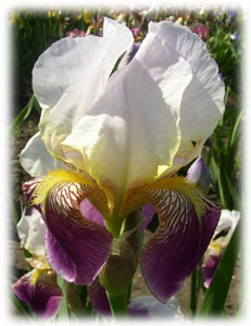 Iridaceae Iris x hybrida hort. cv. Folkwang