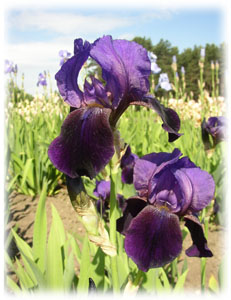 Iridaceae Iris x hybrida hort. cv. Indiana Night