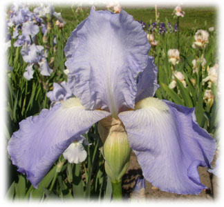 Iridaceae Iris x hybrida hort. cv. Premium