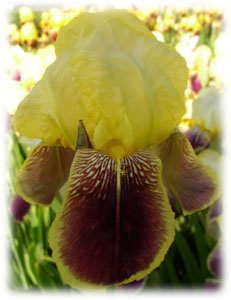 Iridaceae Iris x hybrida hort. cv. Princesse Victoria Luise