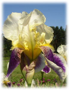 Iridaceae Iris x hybrida hort. cv. Peter 1
