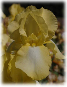 Iridaceae Iris x hybrida hort. cv. Traum