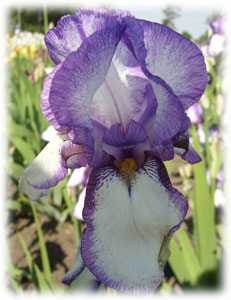 Iridaceae Iris x hybrida hort. cv. Raspberry Ribbon