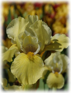 Iridaceae Iris x hybrida hort. cv. Uroda