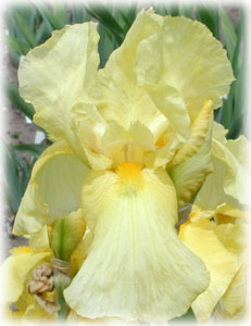 Iridaceae Iris x hybrida hort. cv. 