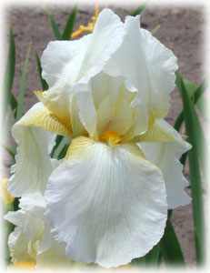 Iridaceae Iris x hybrida hort. cv.  