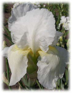 Iridaceae Iris x hybrida hort. cv.  