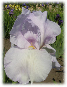 Iridaceae Iris x hybrida hort. cv. Pearl Chiffon
