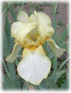 Iridaceae Iris x hybrida hort. cv. Paper Moon
