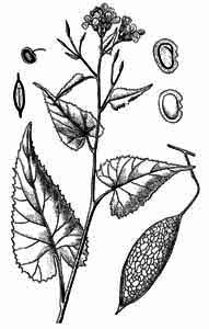 Brassicaceae Lunaria rediviva L. 
