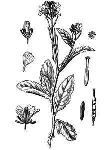 Brassicaceae Sinapis arvensis L. 