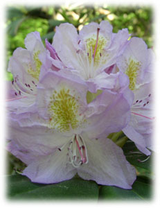 Rhododendron ponticum L. 