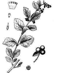 Caprifoliaceae Symphoricarpos albus (L.) S.F. Blake 