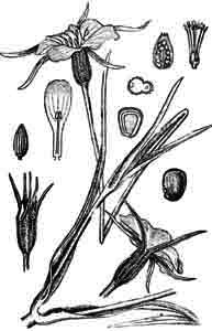 Caryophyllaceae Agrostemma githago L. 