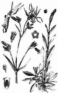 Caryophyllaceae Coronaria flos-cuculi (L.) A. Braun 