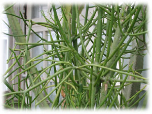 Euphorbia tirucalli L. 