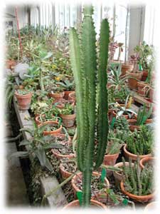 Euphorbia trigona Haw. 