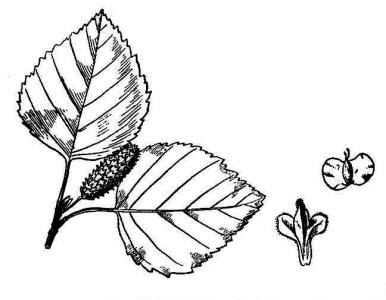 Betulaceae Betula pubescens Ehrh. 