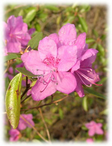 Ericaceae Rhododendron dauricum L. 