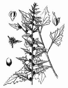 Chenopodium foliosum Aschers. 