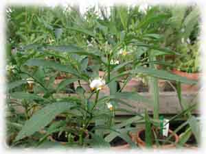 Solanaceae Solanum pseudocapsicum L. 