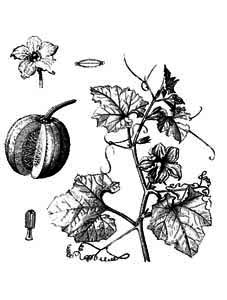 Cucurbitaceae Cucurbita pepo L. 