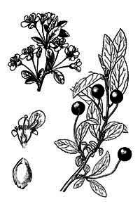 Cerasus fruticosa Pall. 