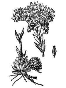 Crassulaceae Jovibarba sobolifera (Sims) Opiz 