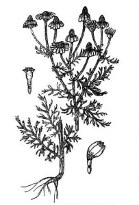 Asteraceae Matricaria recutita L. 