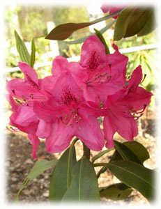 Rhododendron x hybridum hort. cv. Nova Zembla