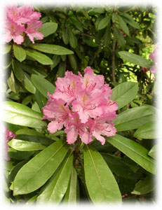 Ericaceae Rhododendron smirnowii Trautv. x R. catawbiense Michx. 
