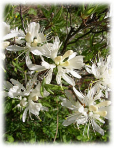 Rhododendron canadense (L.) Torr. var. albiflorum