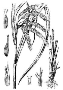 Cyperaceae Carex pseudocyperus L. 