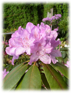 Rhododendron x hybridum hort. cv. Roseum Elegans