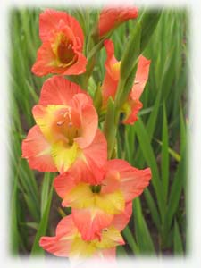 Gladiolus x hybridus hort. cv. Early Highlight