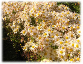 Asteraceae Chrysanthemum coreanum (H. Levl. et Vaniot) Nakai ex T. Mori cv.  