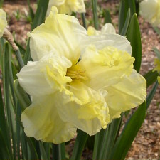 Amaryllidaceae Narcissus x hybridus hort. cv. Mondial