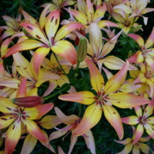 Liliaceae Lilium x hybridum hort. cv.  