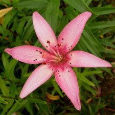 Liliaceae Lilium x hybridum hort. cv. 