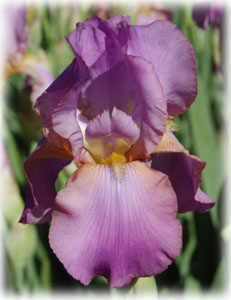 Iridaceae Iris x hybrida hort. cv. Amethyst Flame