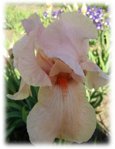 Iris x hybrida hort. cv. Creithie
