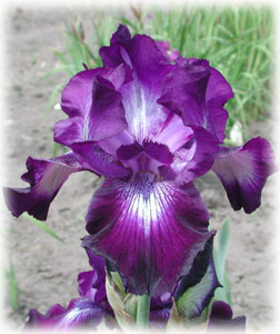 Iridaceae Iris x hybrida hort. cv. Winners Circle