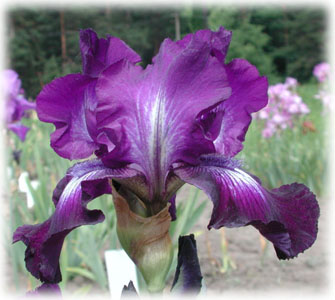 Iridaceae Iris x hybrida hort. cv. Winners Circle